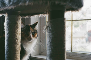 Animals 006