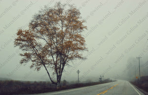 Natural Landscape 011