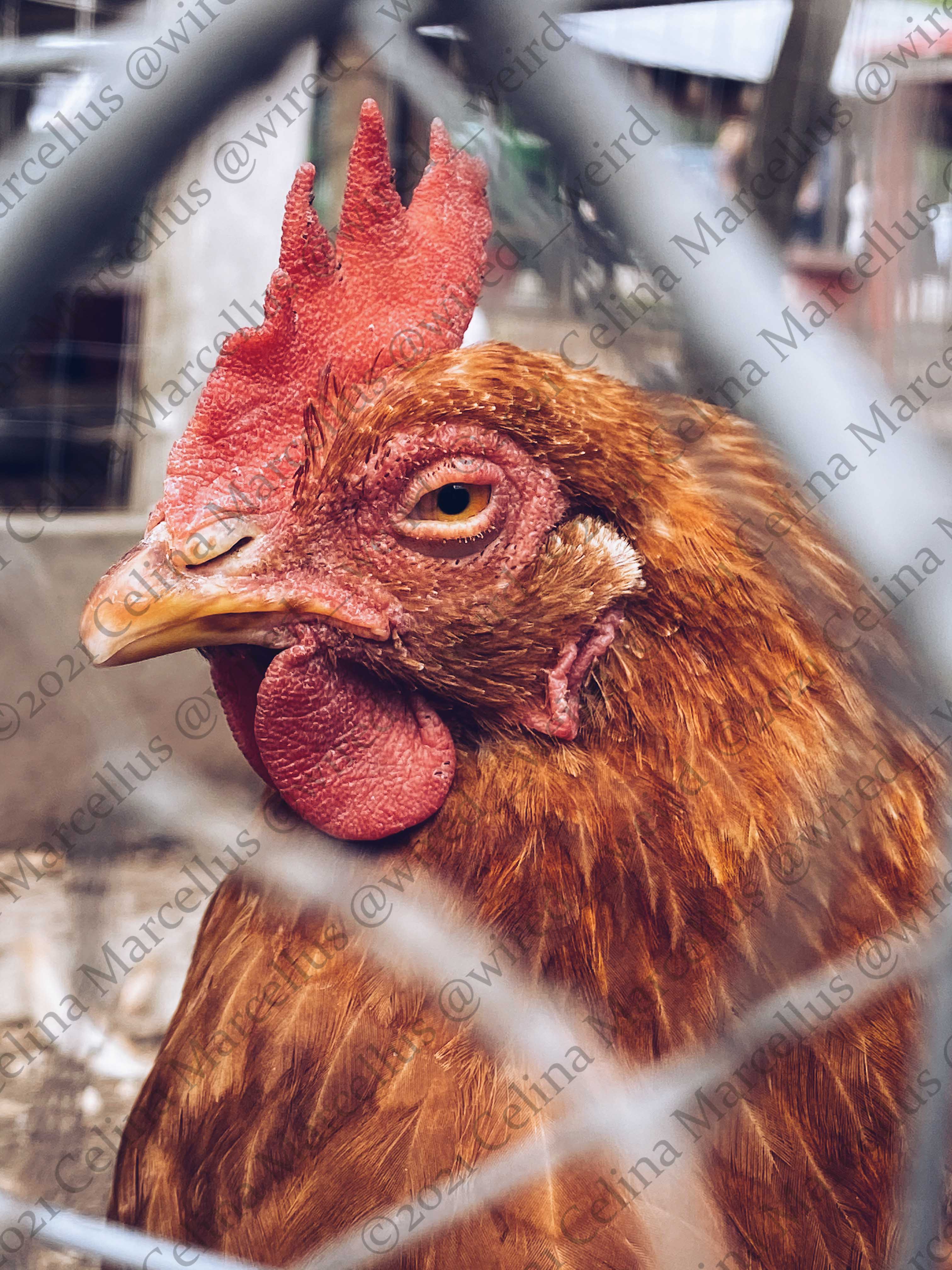 Animals 016