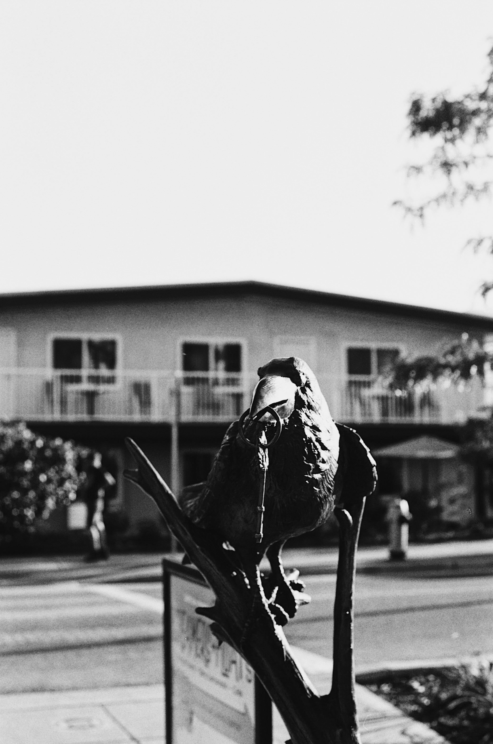 Crow Statue