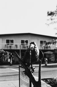 Crow Statue