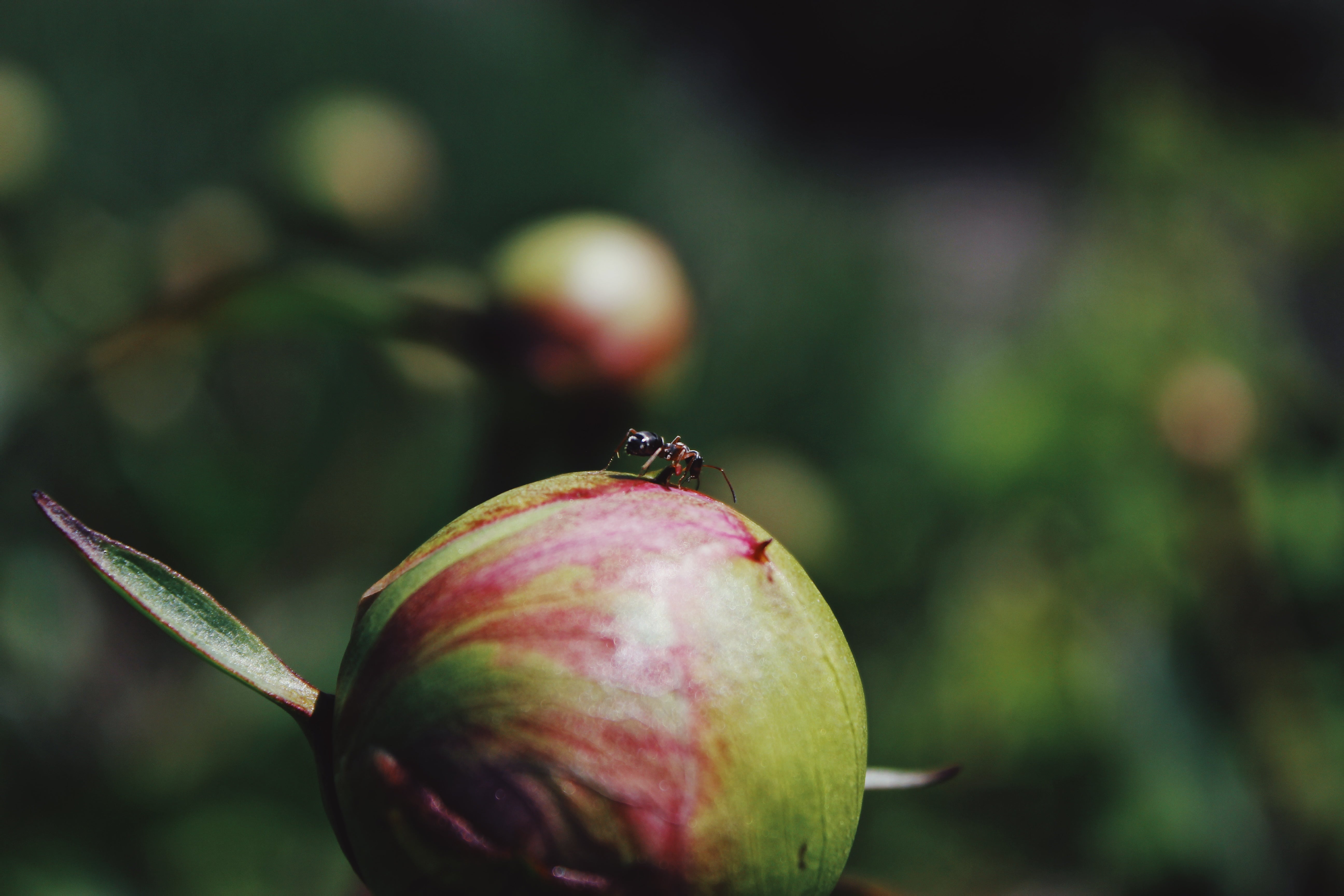 Ant on a Bud 1