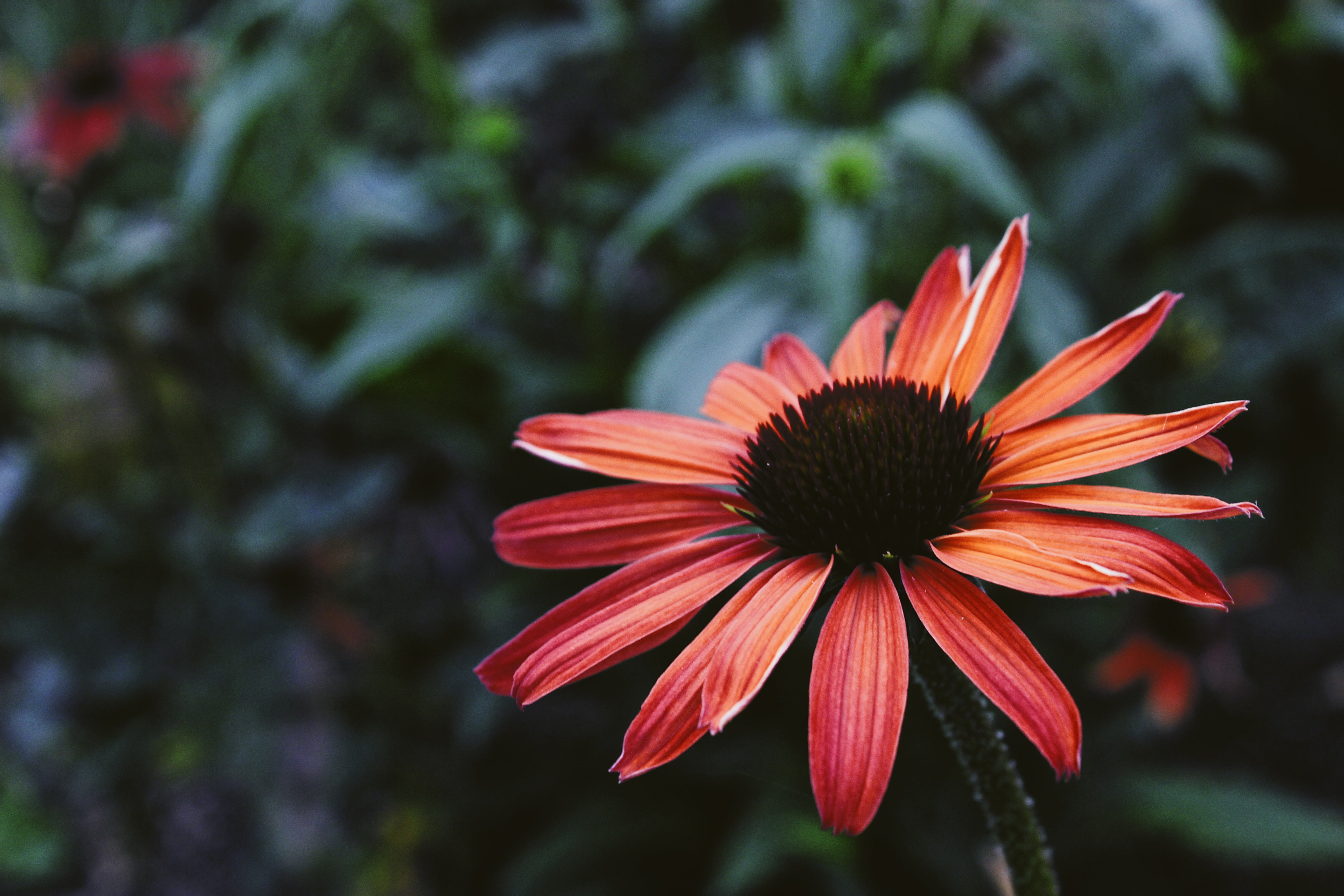 Echinacea Coneflower