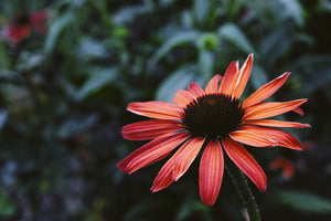 Echinacea Coneflower