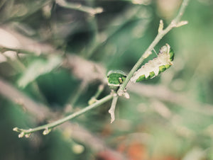 Caterpillar Friends