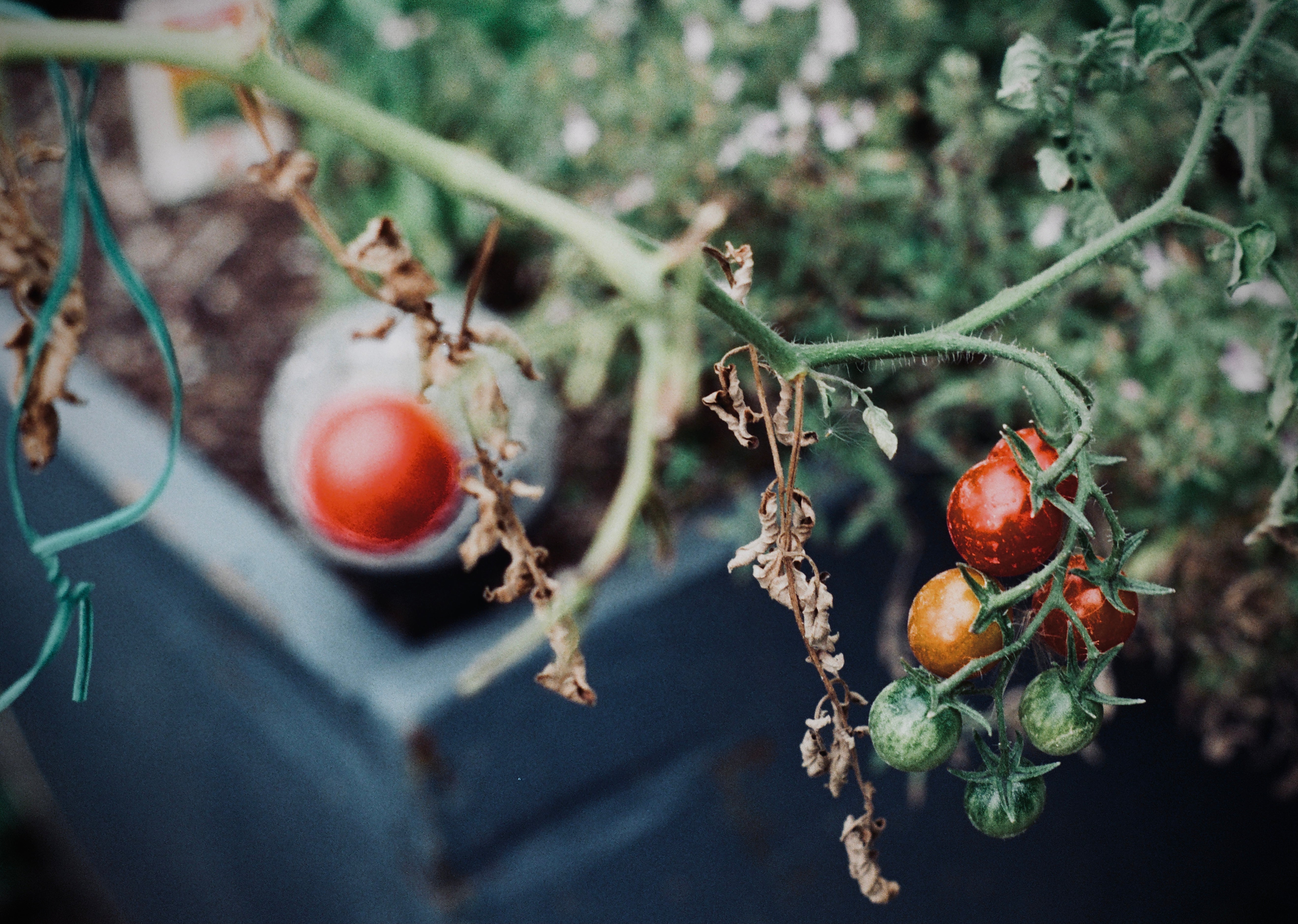 Baby Tomato 1