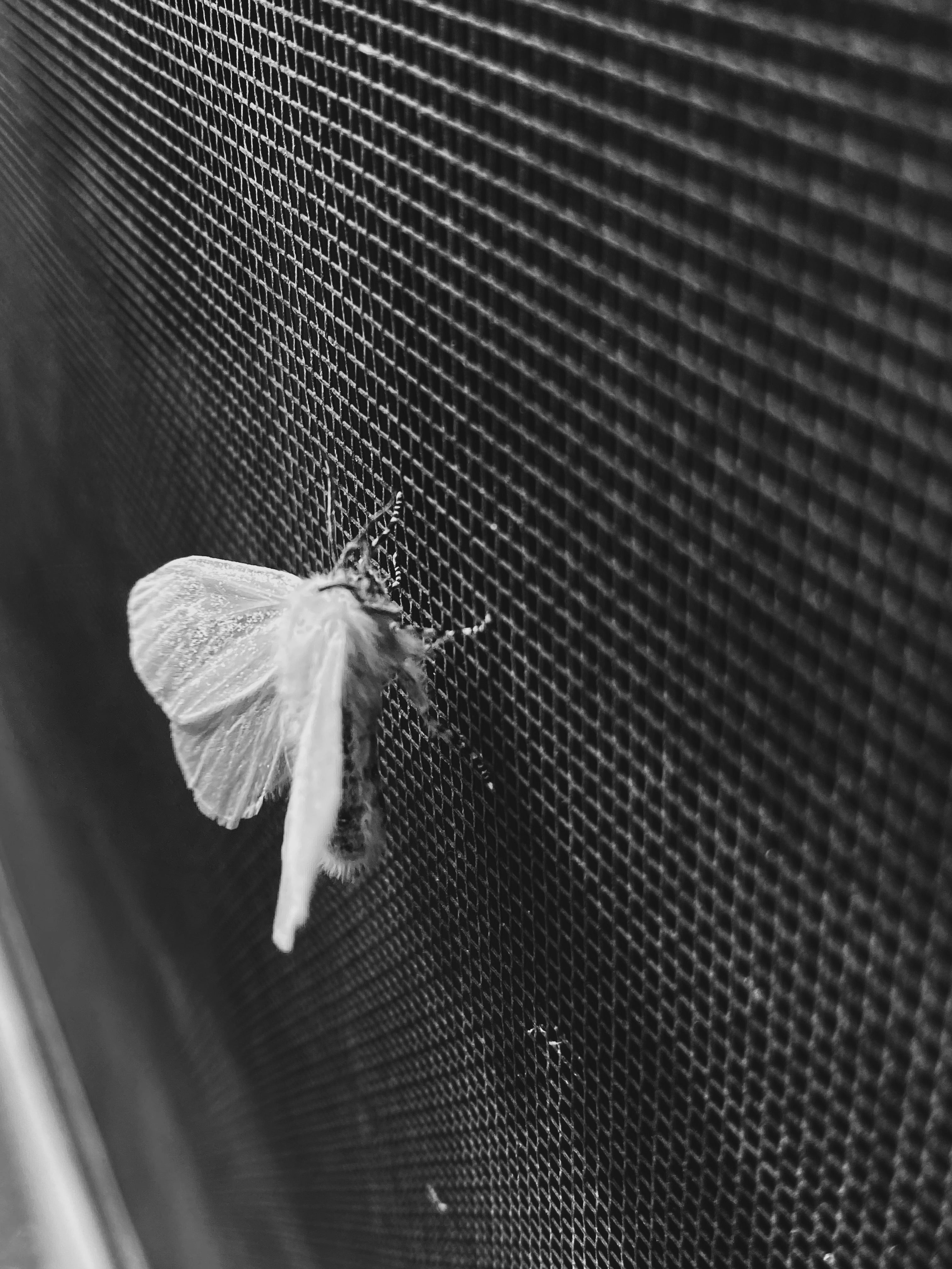 White Moth 3