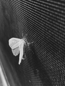 White Moth 3