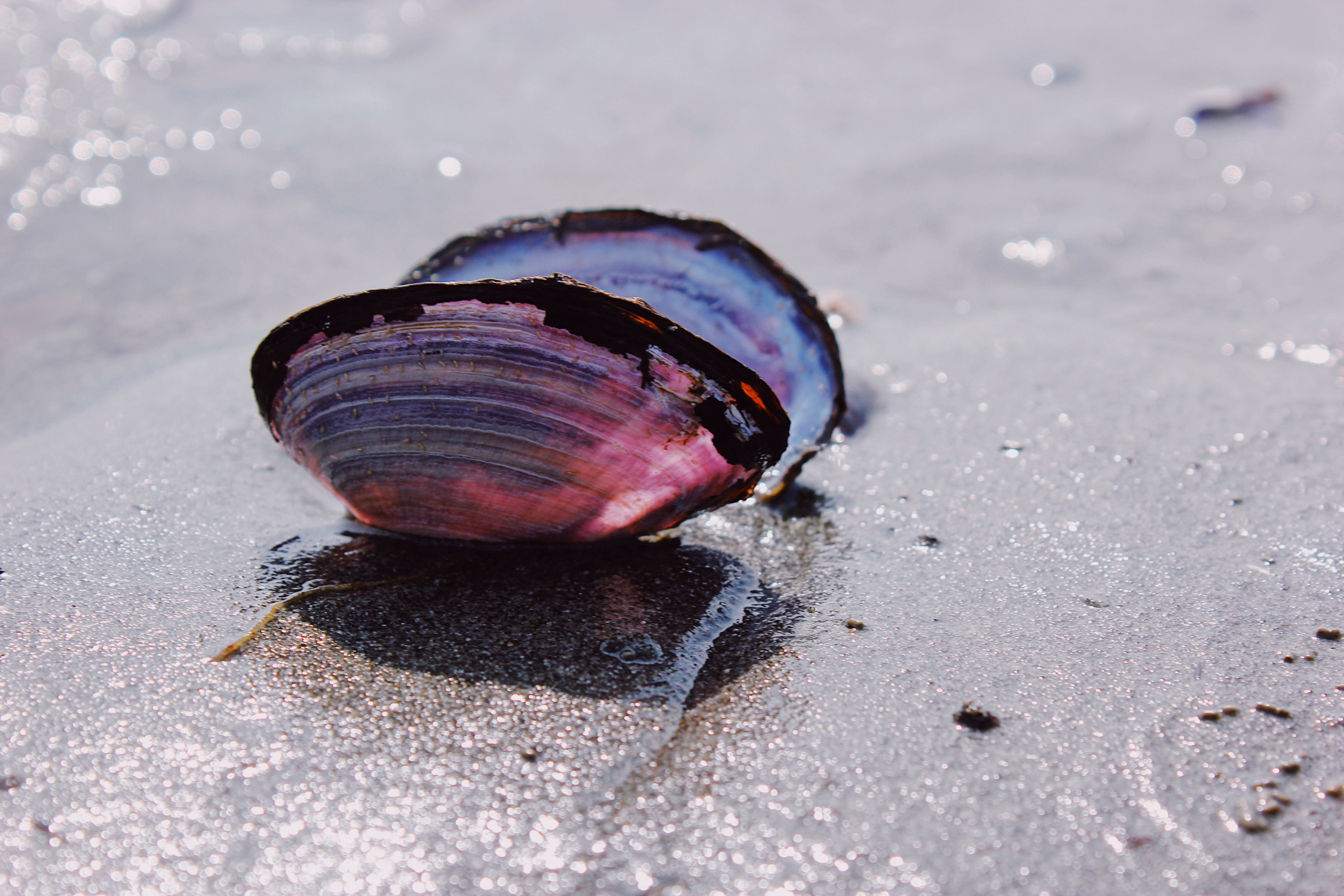 Purple Sun Shell 1