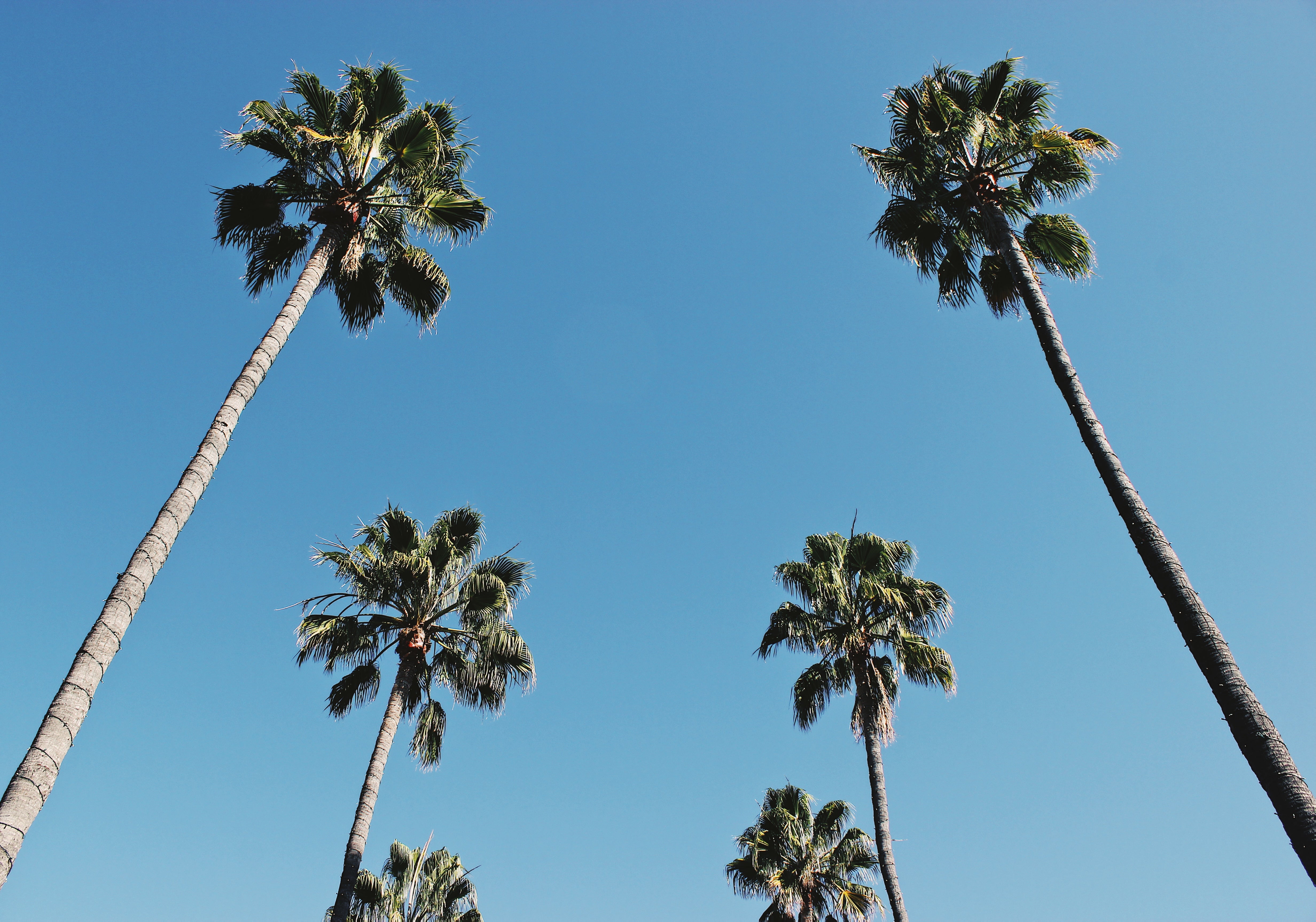 California Palm Trees