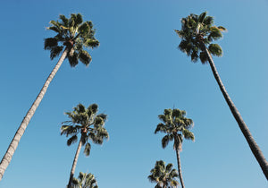 California Palm Trees