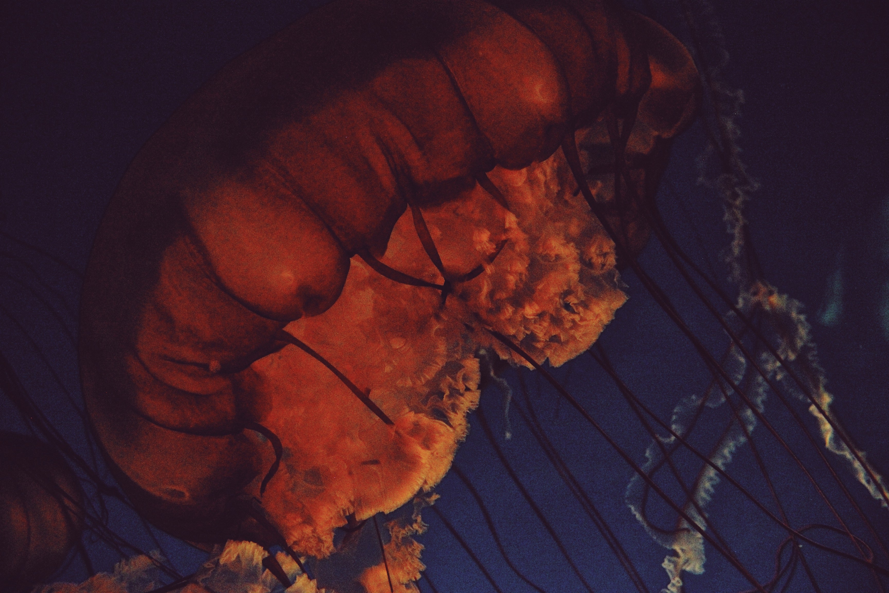 Red Jellyfish 3