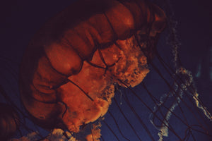 Red Jellyfish 3