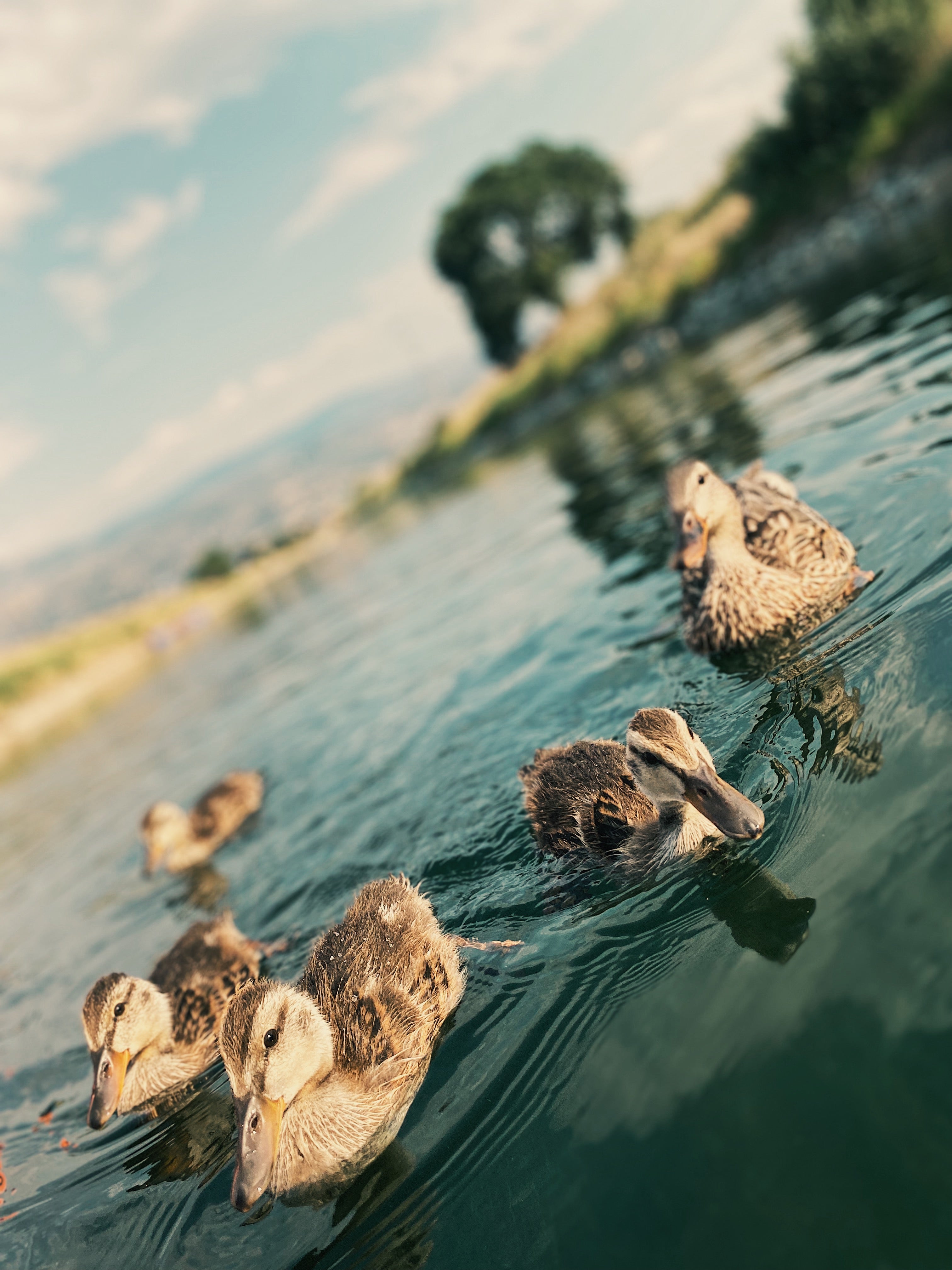 Ducklings 2