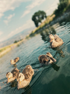 Ducklings 2