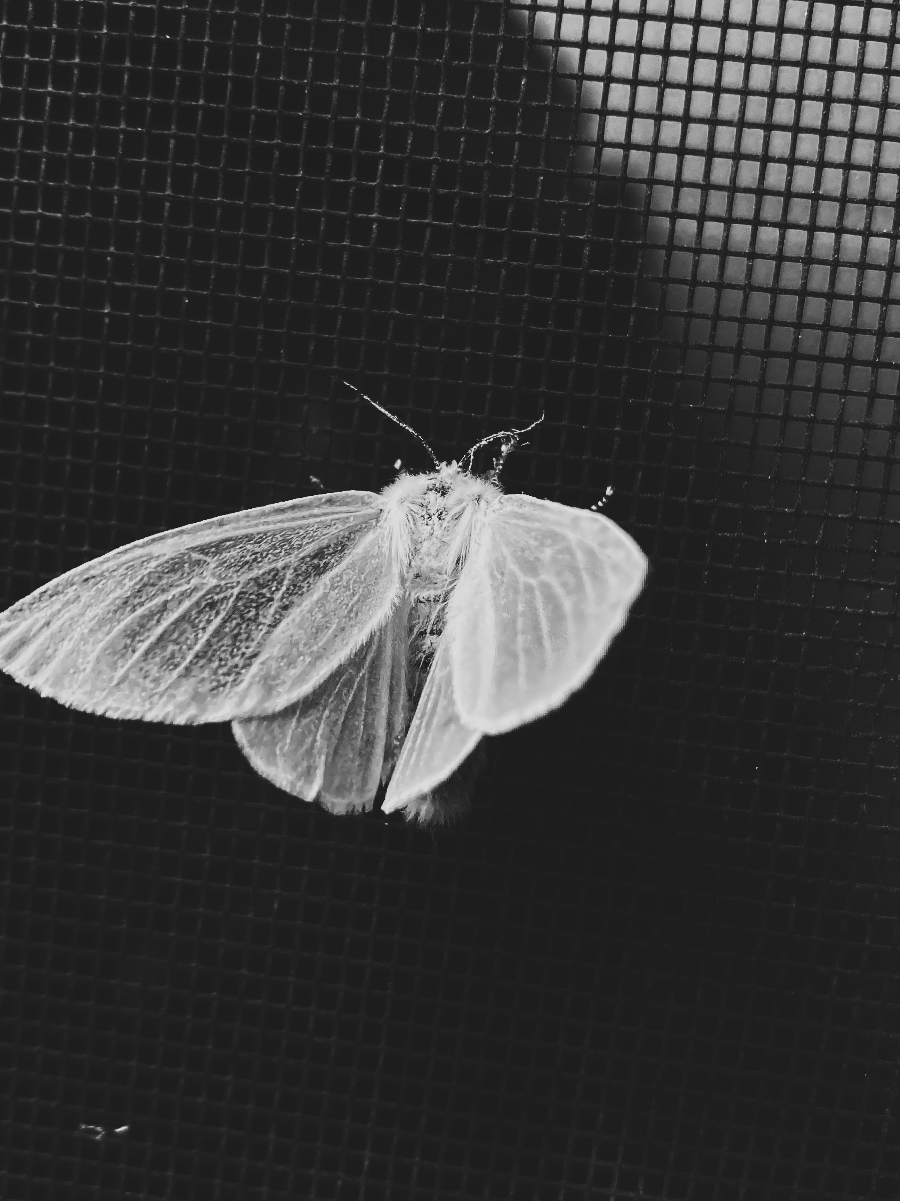 White Moth 2