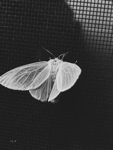 White Moth 2