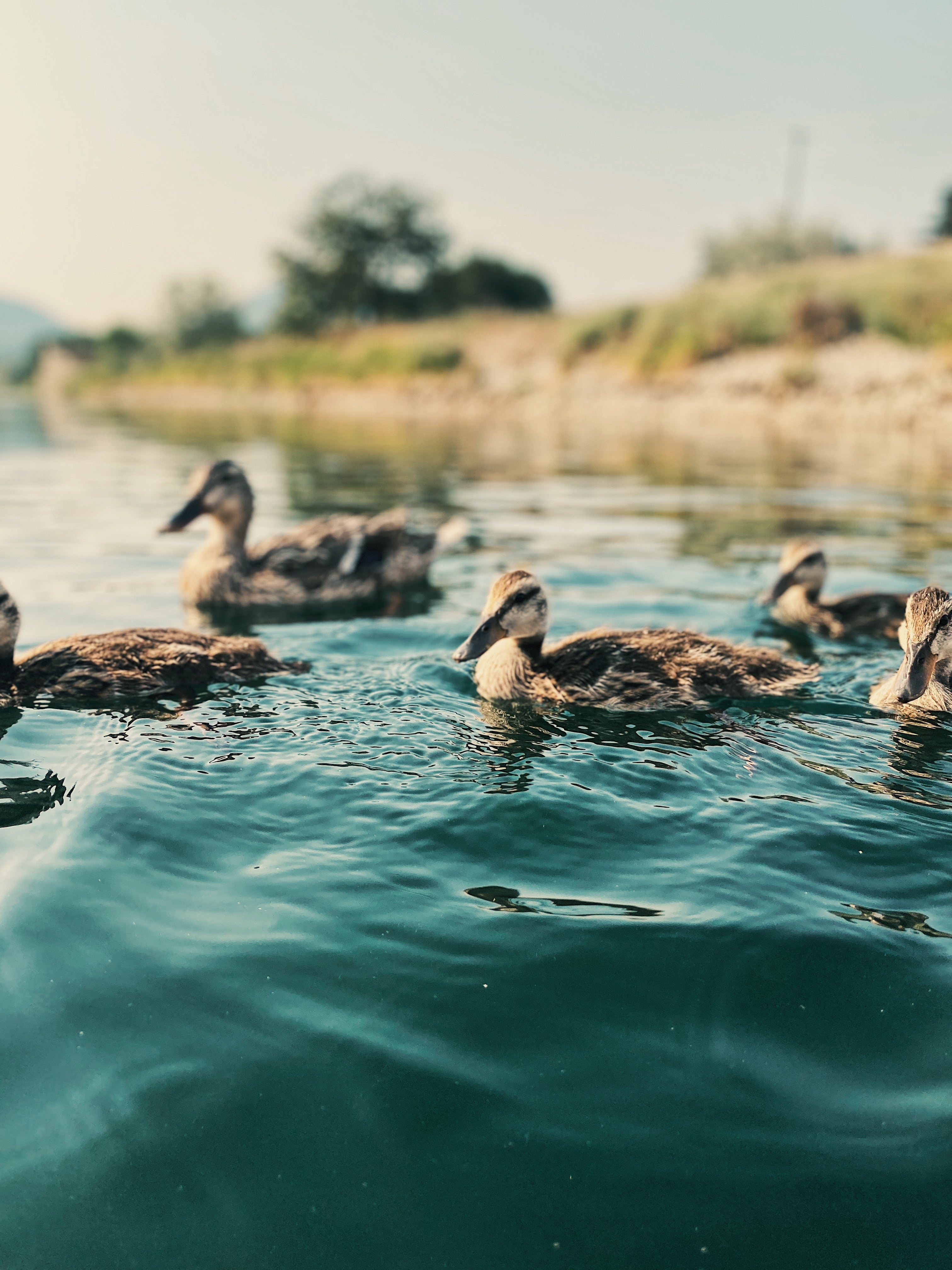Ducklings 1
