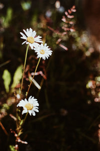 Daisy stems