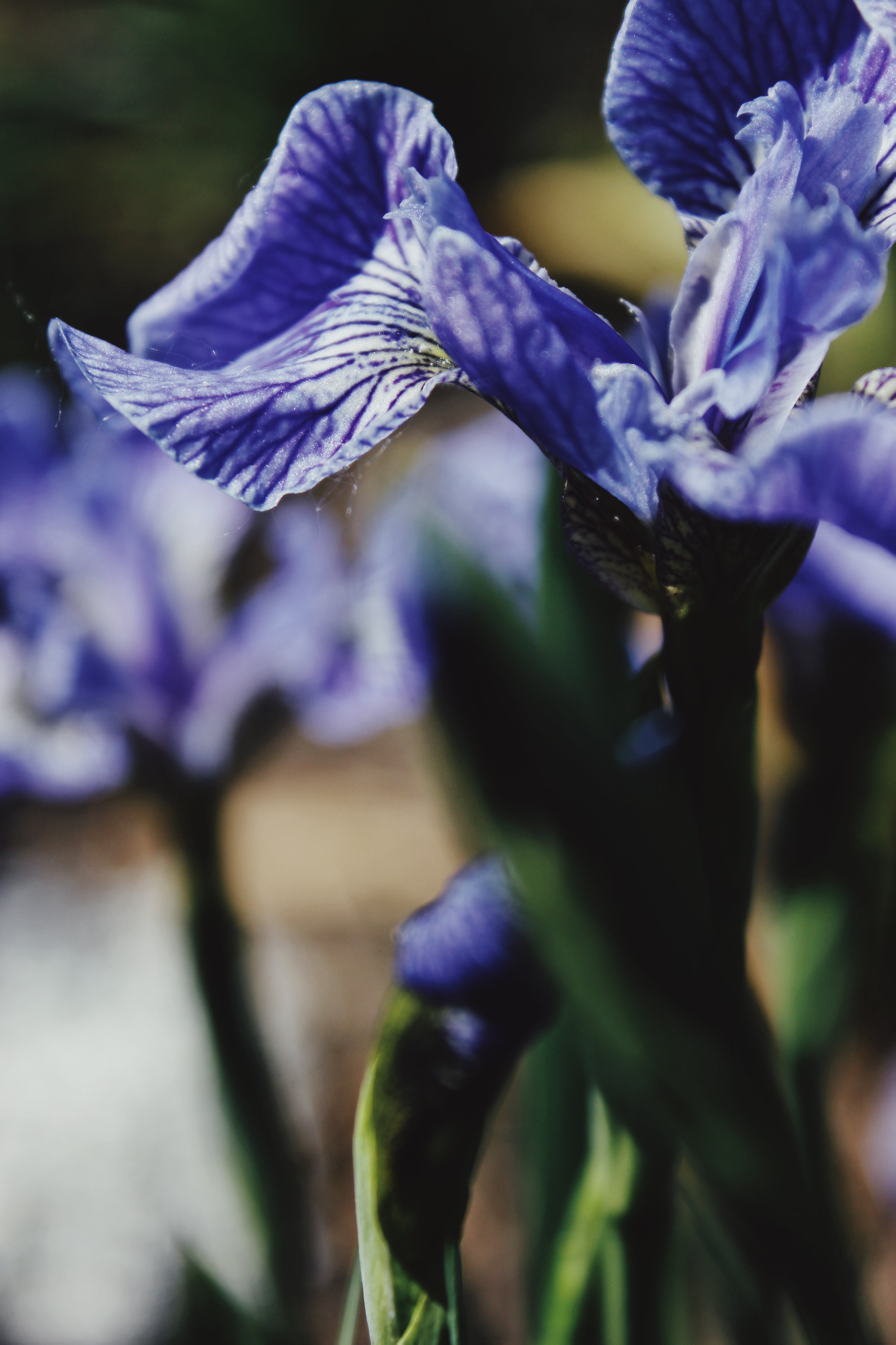 Purple Petals 2
