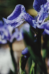 Purple Petals 2