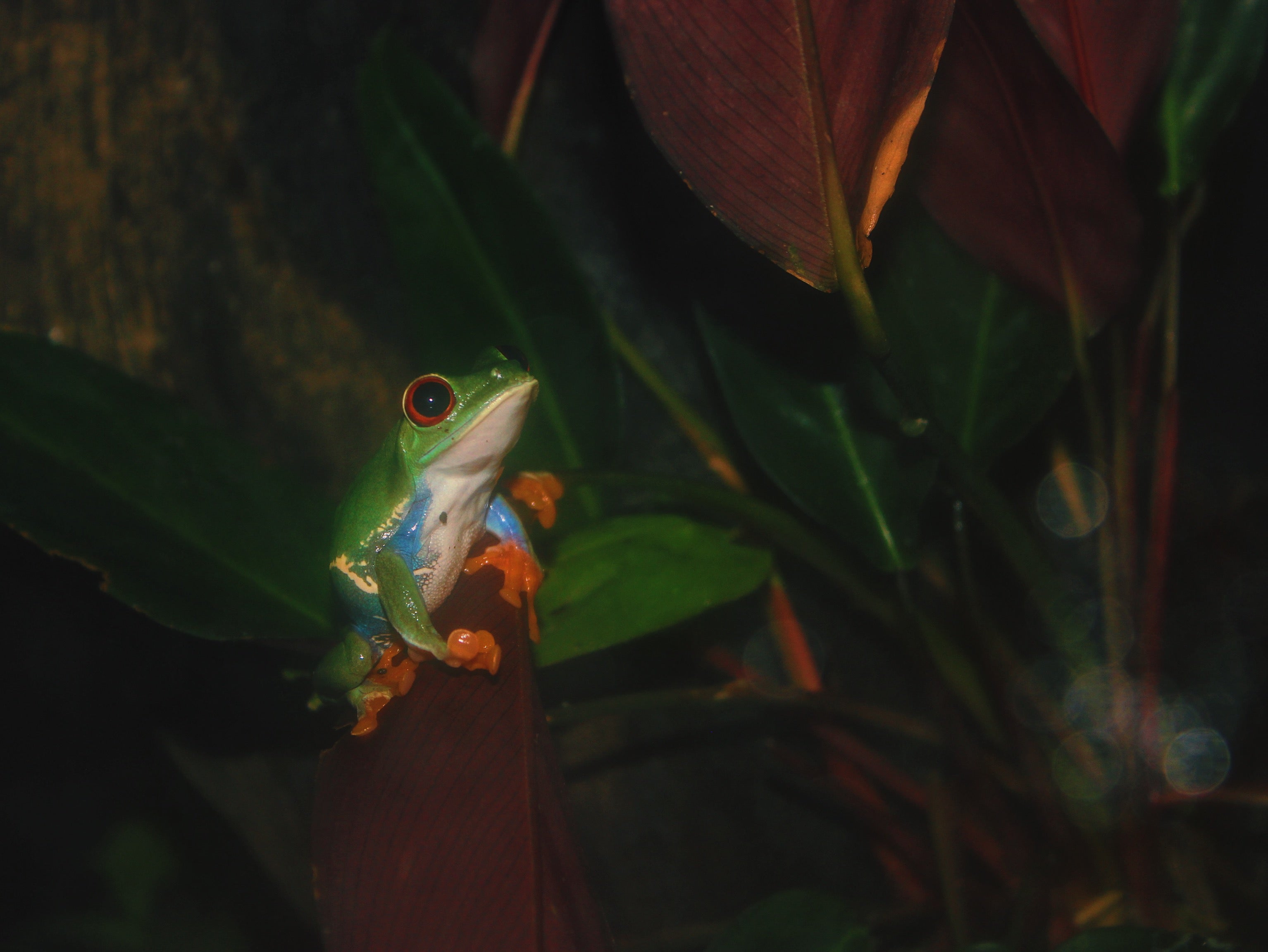 Tree Frog