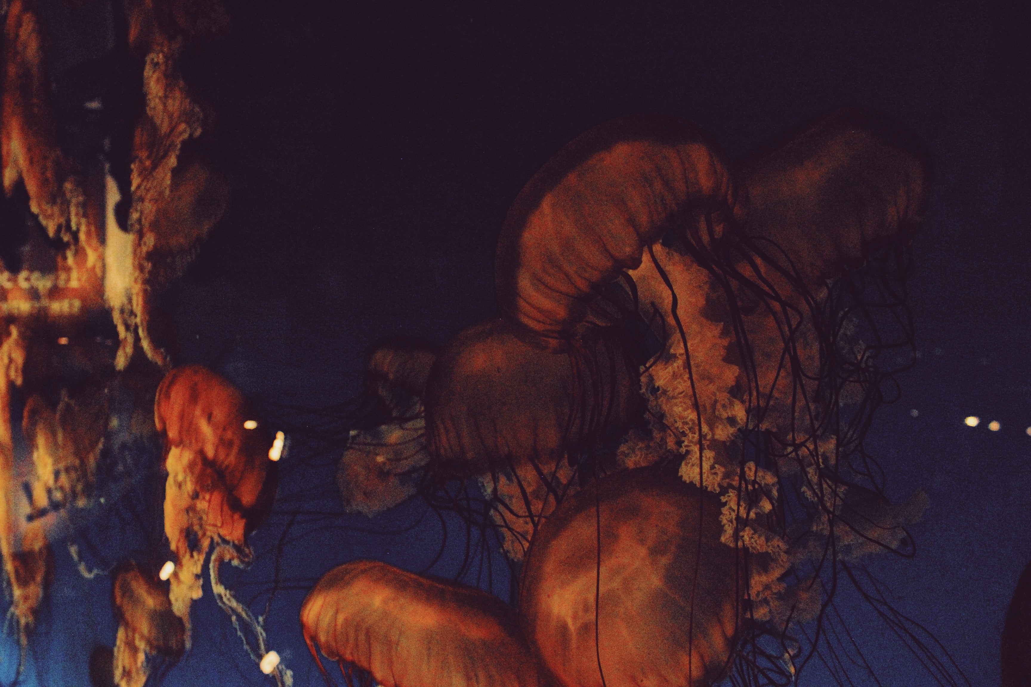 Red Jellyfish 2