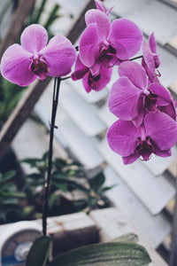 Orchids 1