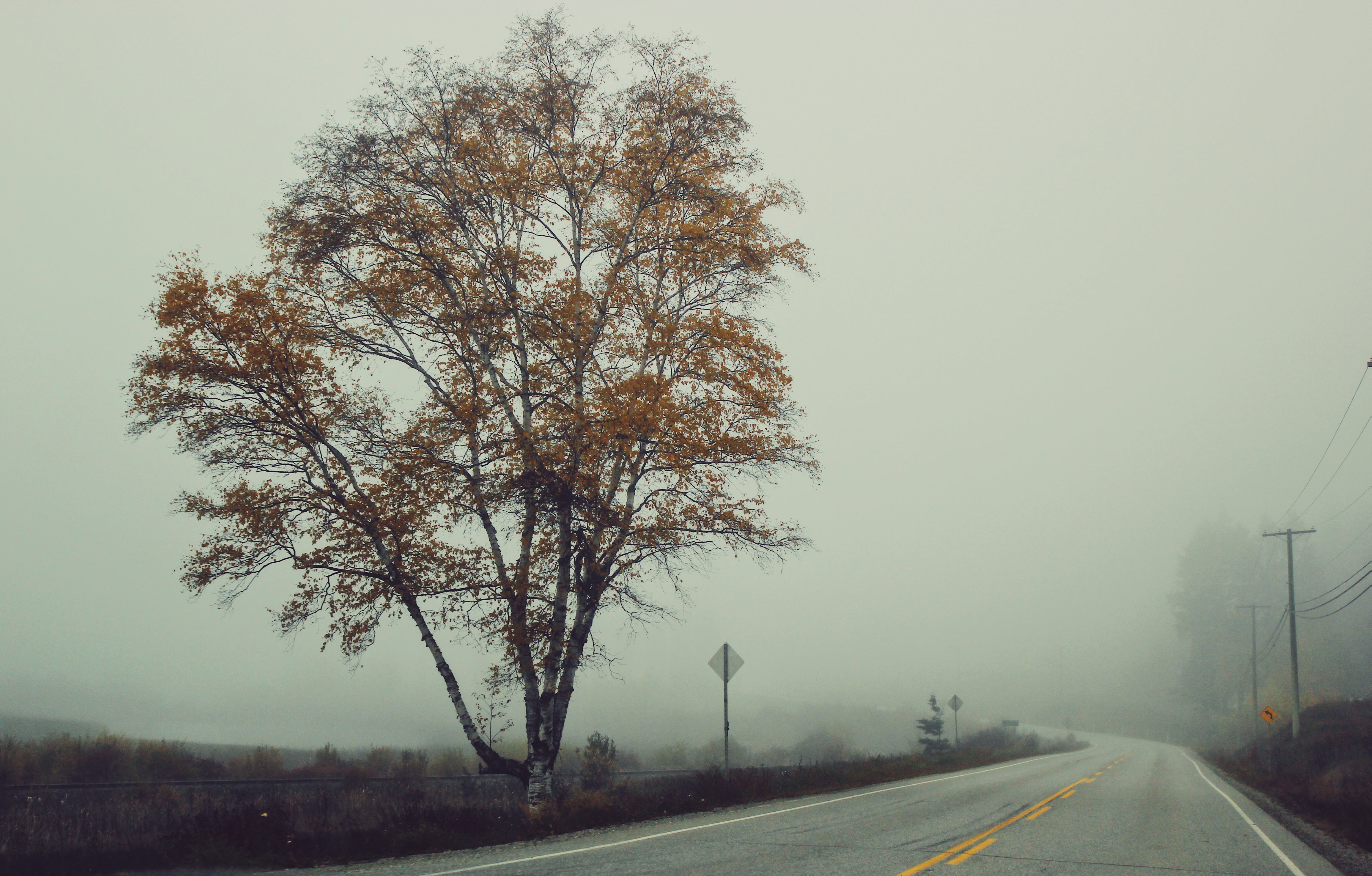 Lone Orange Tree