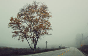Lone Orange Tree