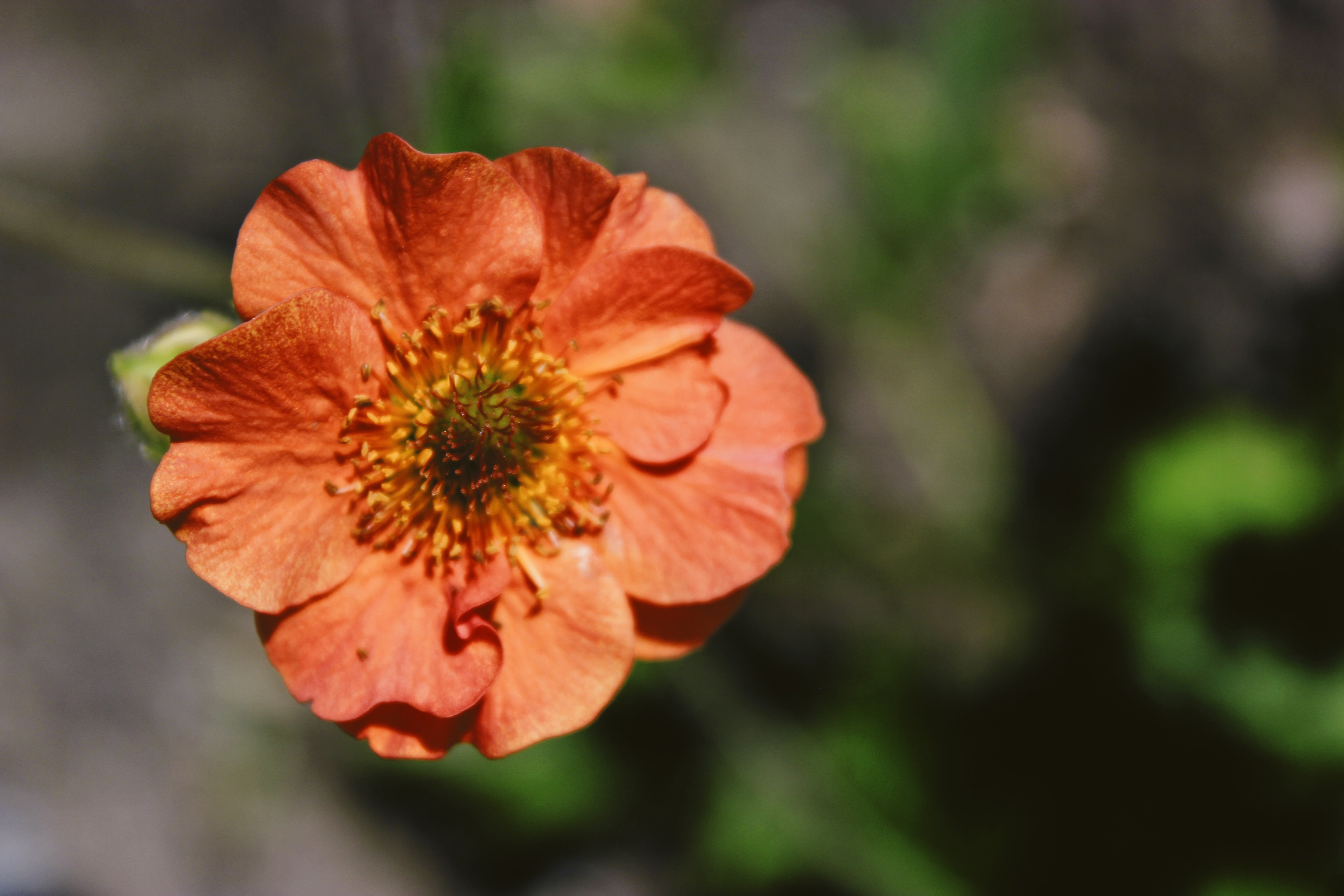 Orange Wild Rose