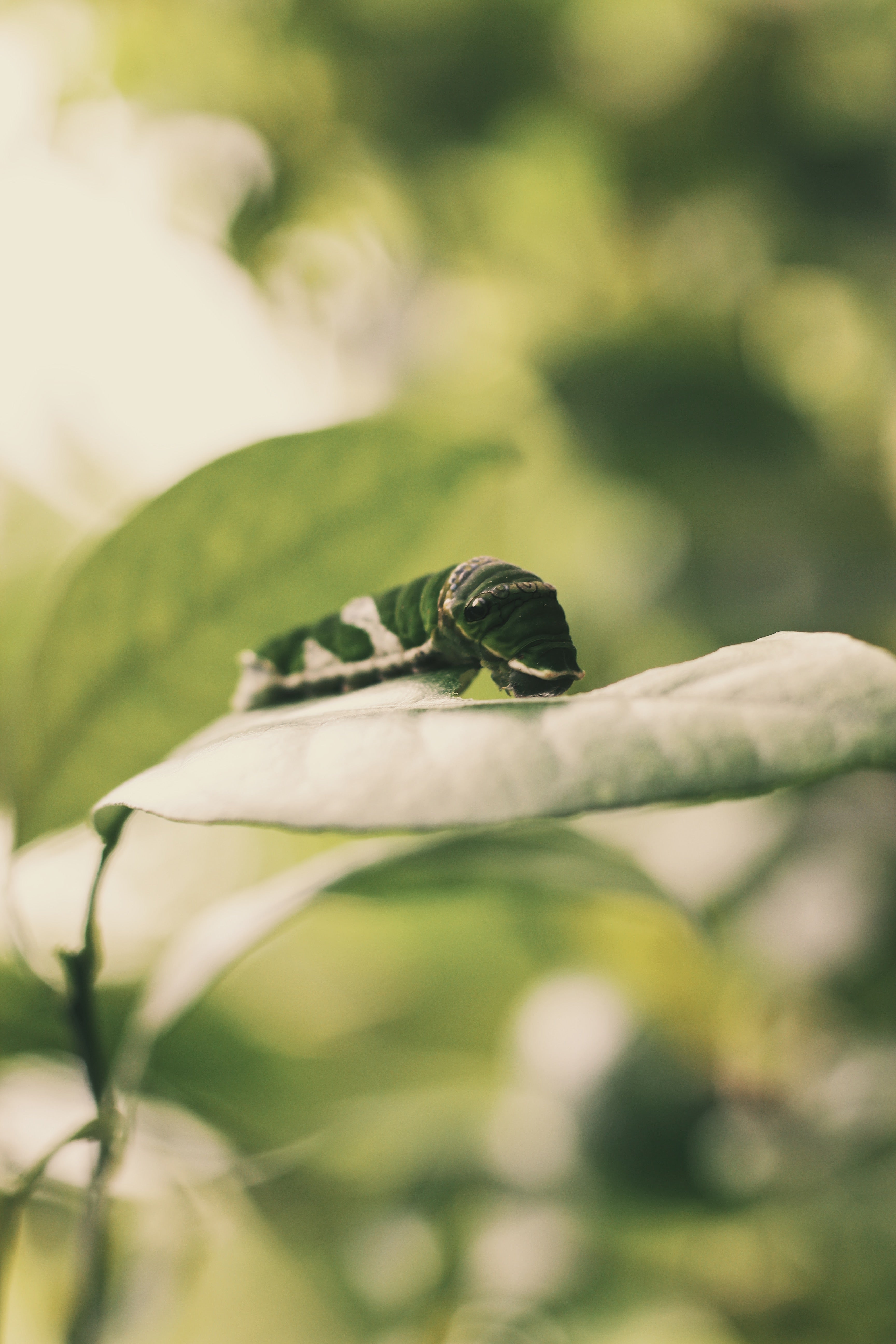 Caterpillar