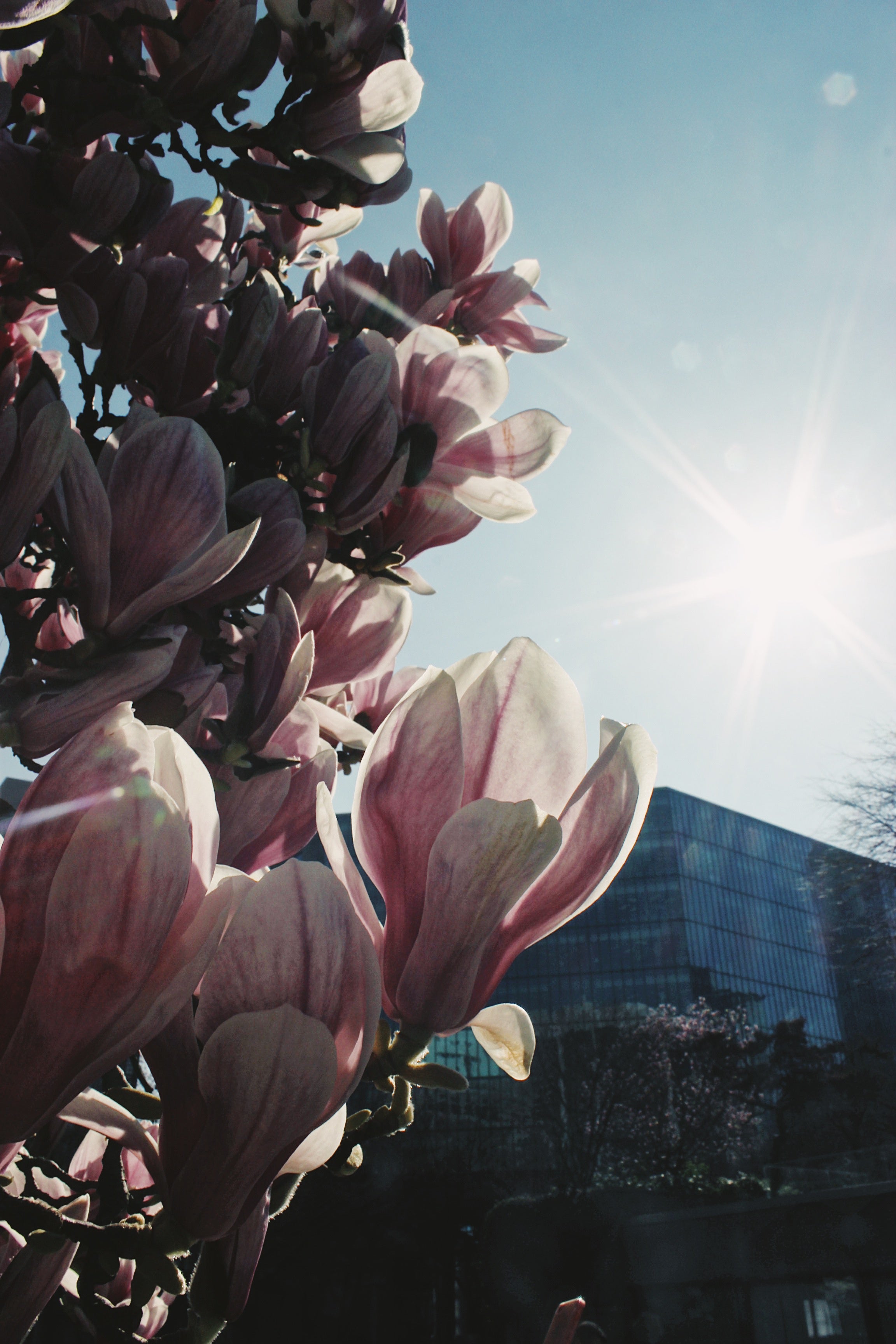 City Magnolias