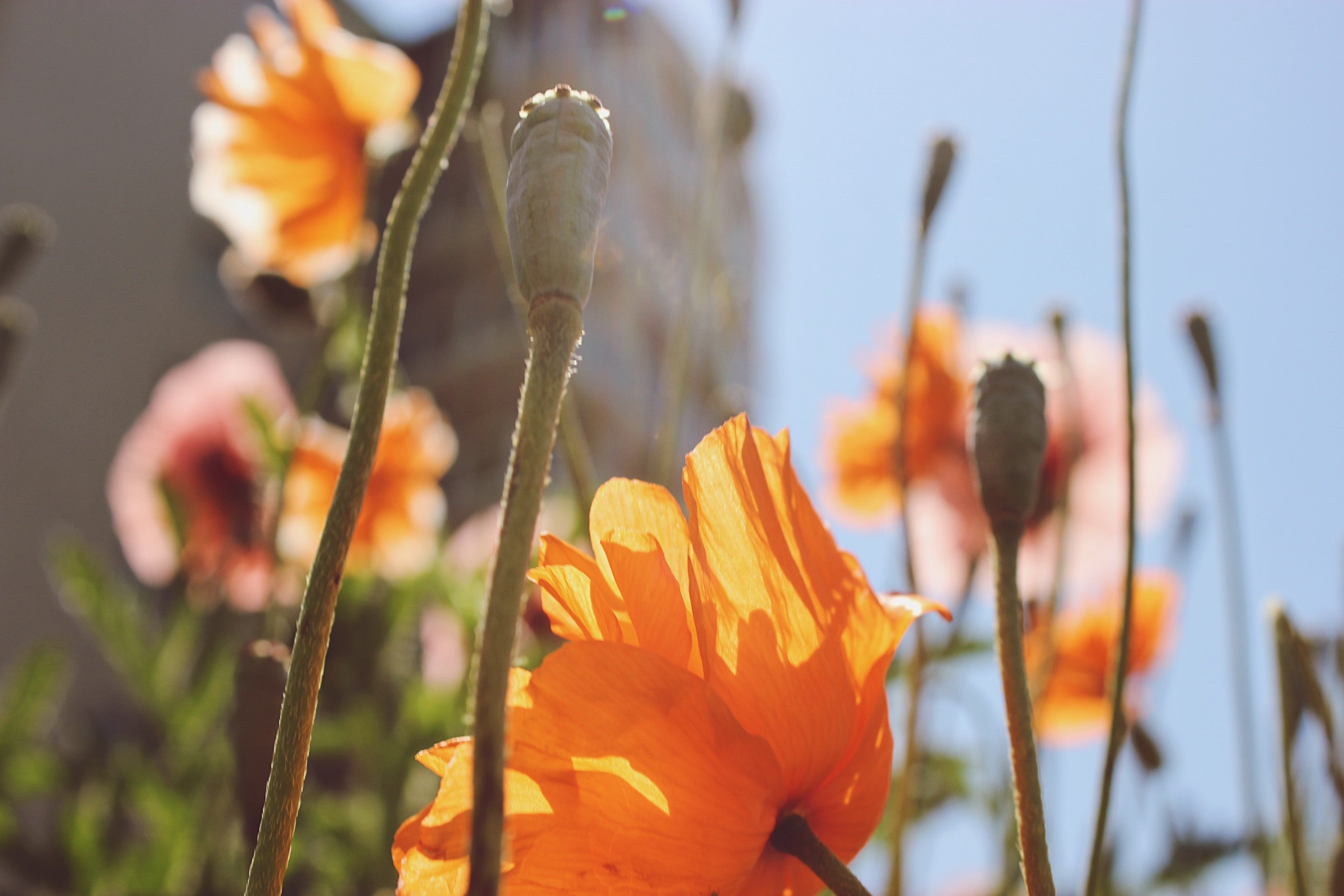 Poppy Garden