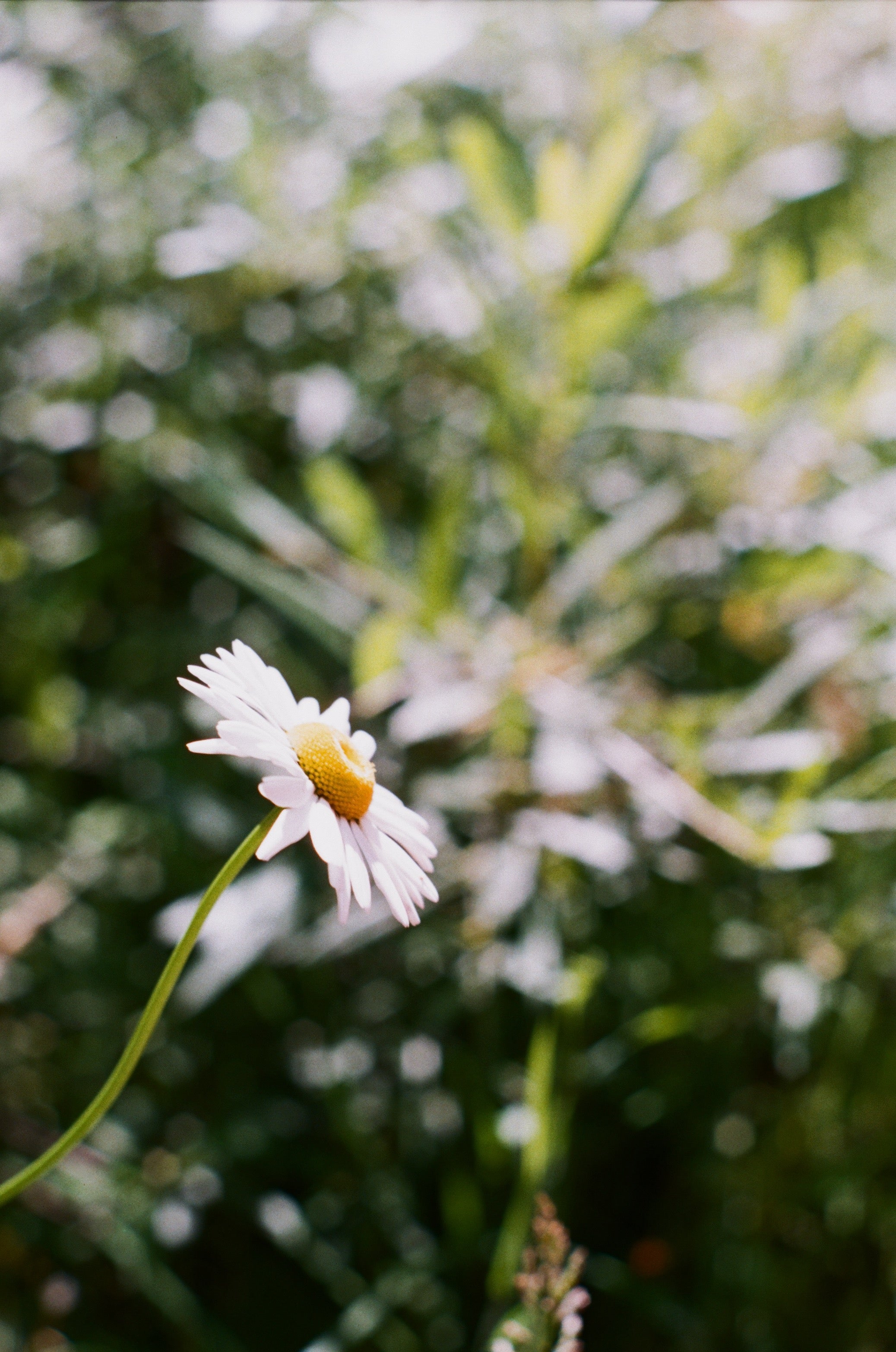Single Stem Daisy