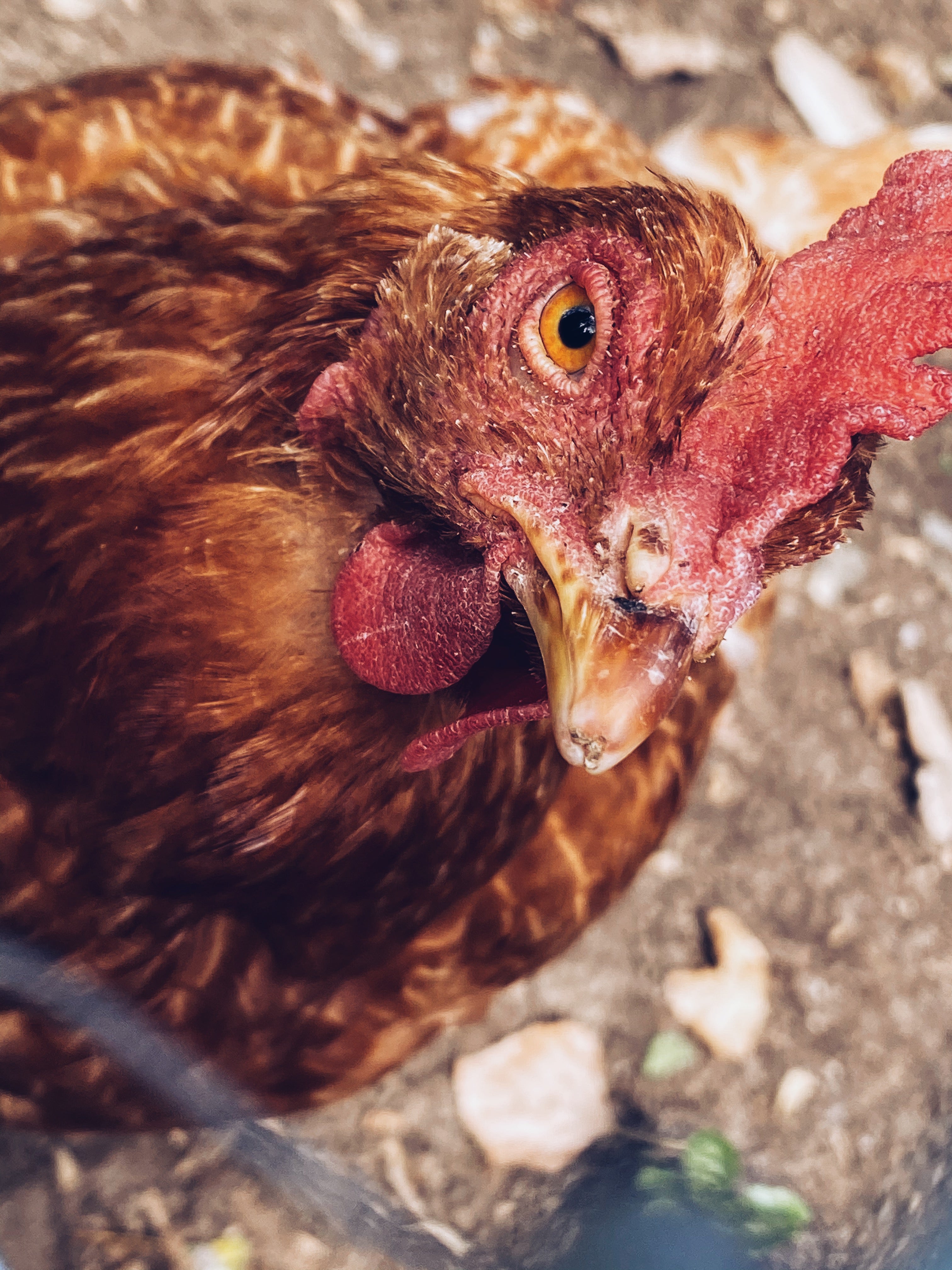 Rooster