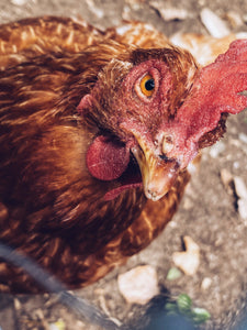 Rooster