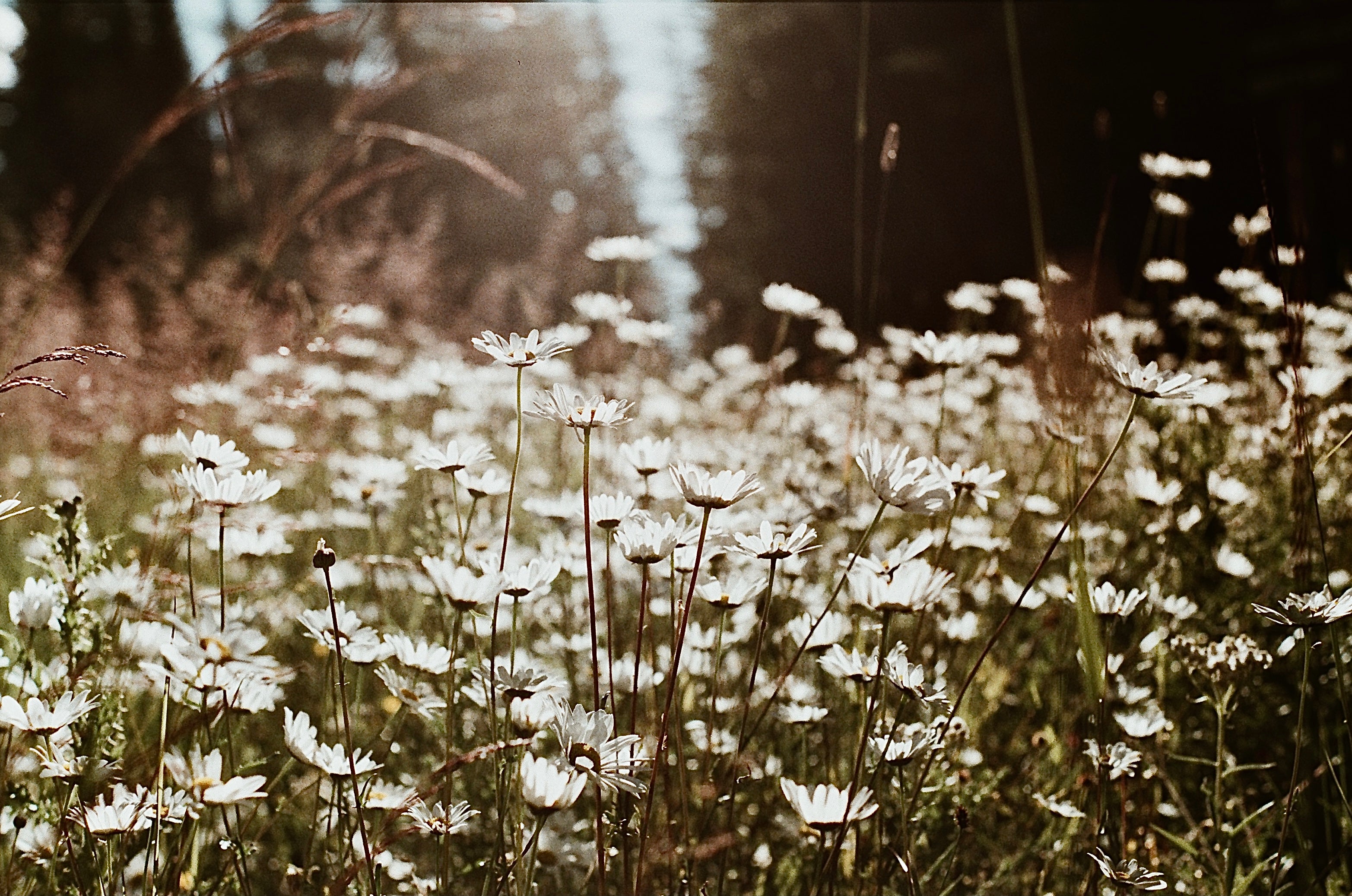 Daisy Fields