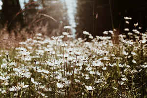 Daisy Fields