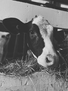 Cow profile