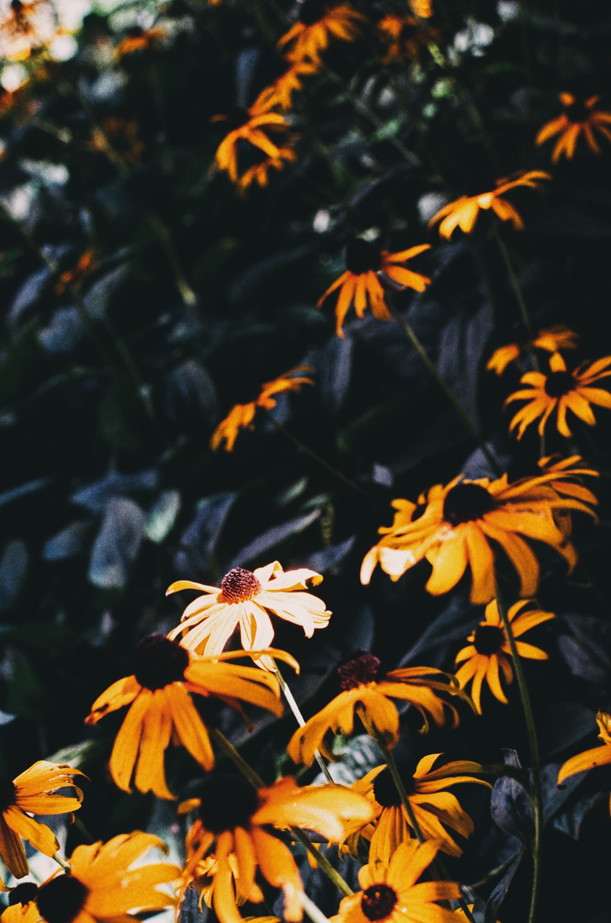 Tiger Daisies 1
